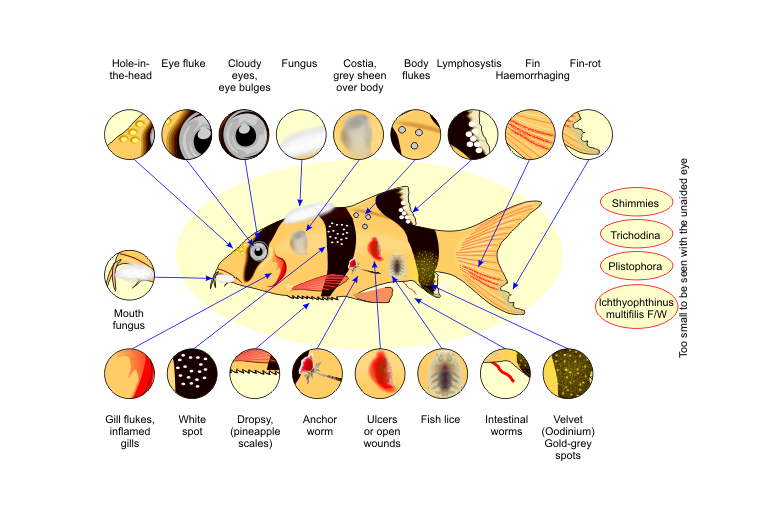 Common Fish Diseases: A Comprehensive Guide for Aquaculture Farmers