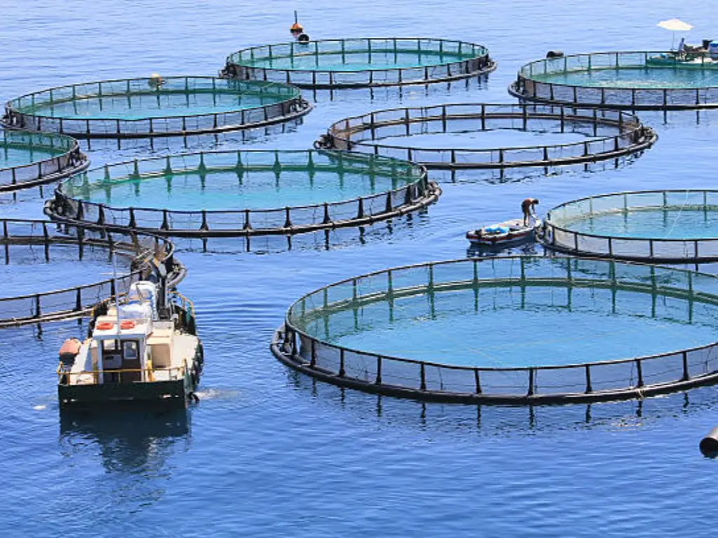 Fish Farming Business Plan: Essential Components