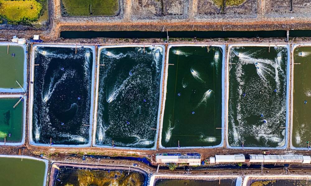 Top view of rectangular shaped ponds with swimming fish in pure aqua with ripples in countryside