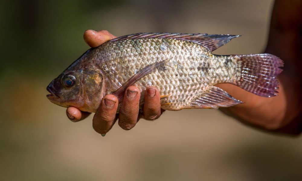 A close-up of a freshly caught fish being held by hand outdoors in Chattogram, Bangladesh.